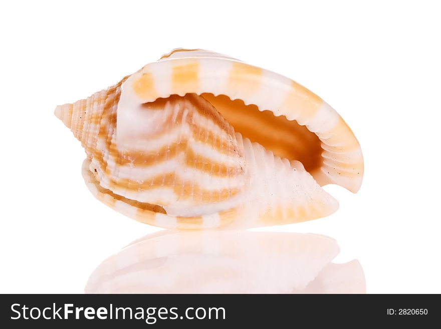 Seashell isolated on white background