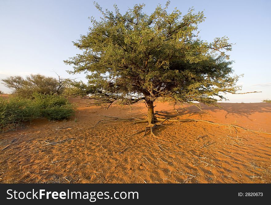 Desert sand dune in namibia africa