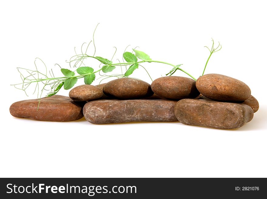 Plant among stones isolated on white background