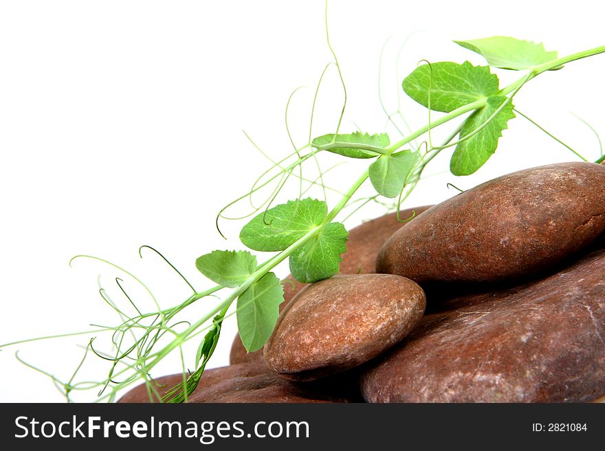 Plant among stones isolated on white background