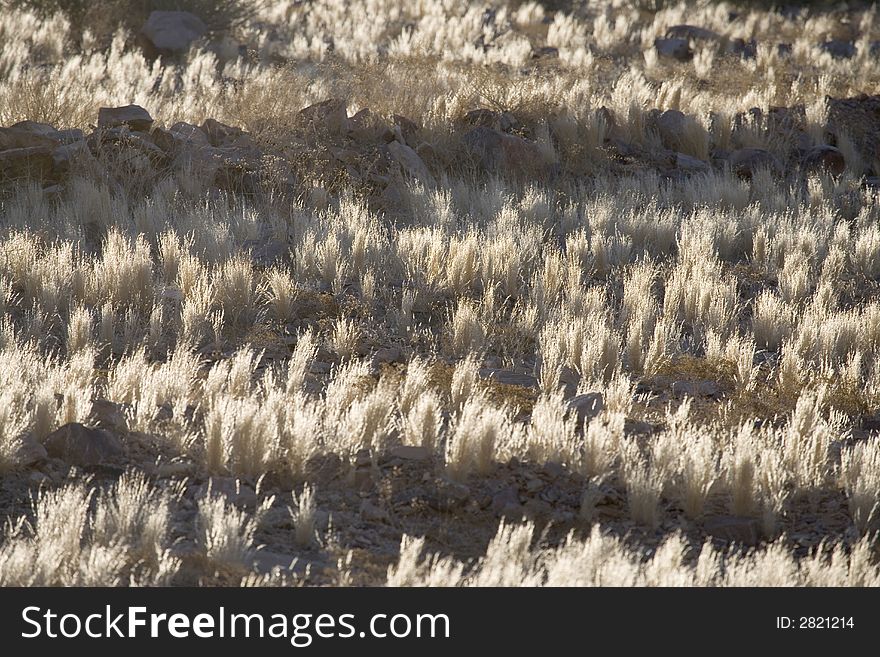 Dry grasses on namibian desert