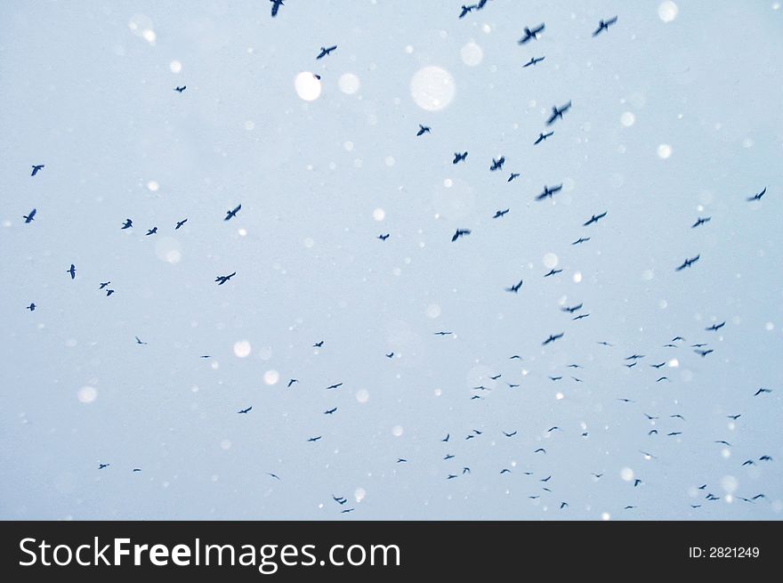 Black crows flying high in the winter sky. Black crows flying high in the winter sky