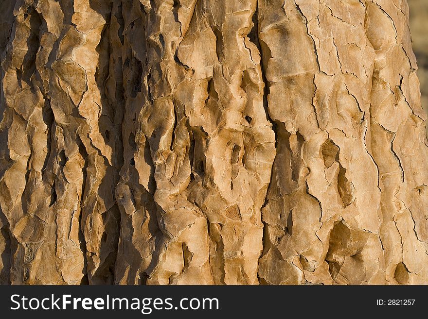 Brawn bark on tree in namibia