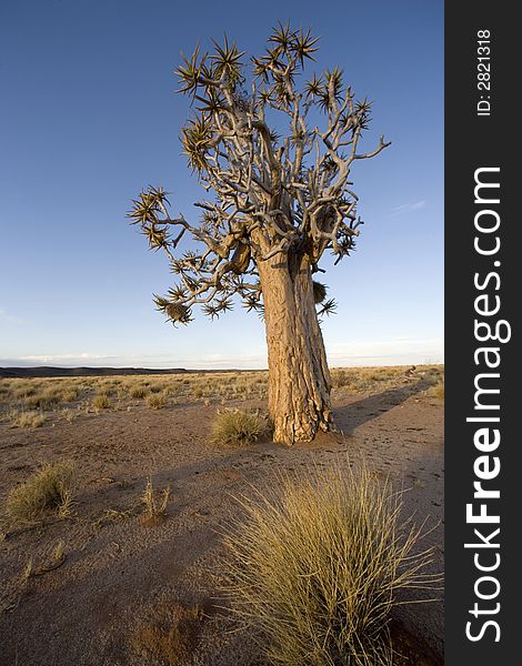 Alone standing tree in the middle of the desert