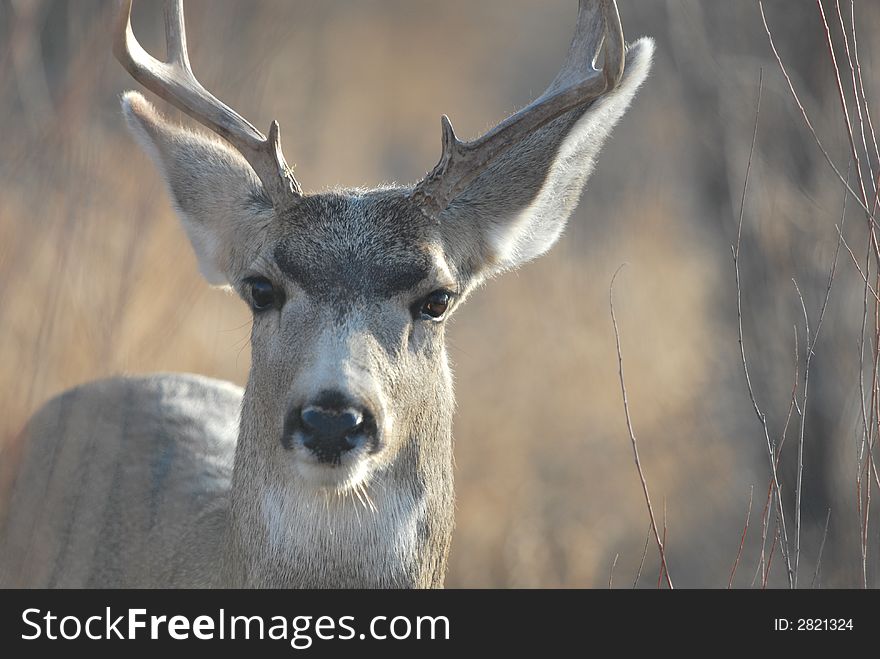 A male mule deer stops near the road in southern New Mexico. A male mule deer stops near the road in southern New Mexico.