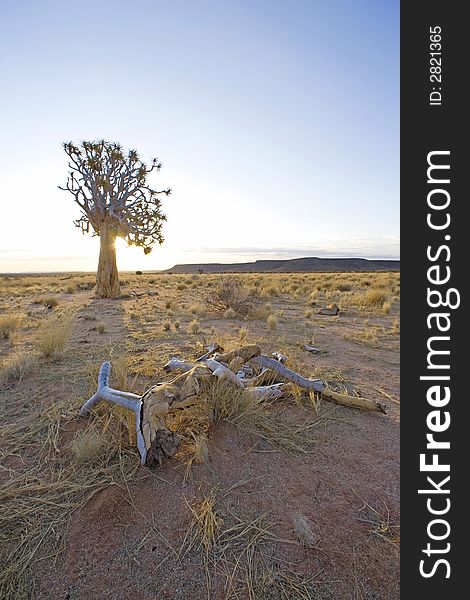 Alone standing tree in the middle of the desert