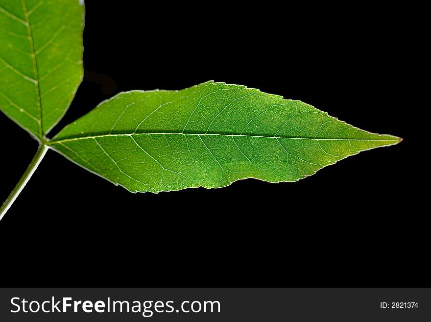 Isolated macro green tree leaf. Isolated macro green tree leaf