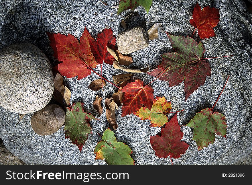 Maple tree leaves and stones. Maple tree leaves and stones