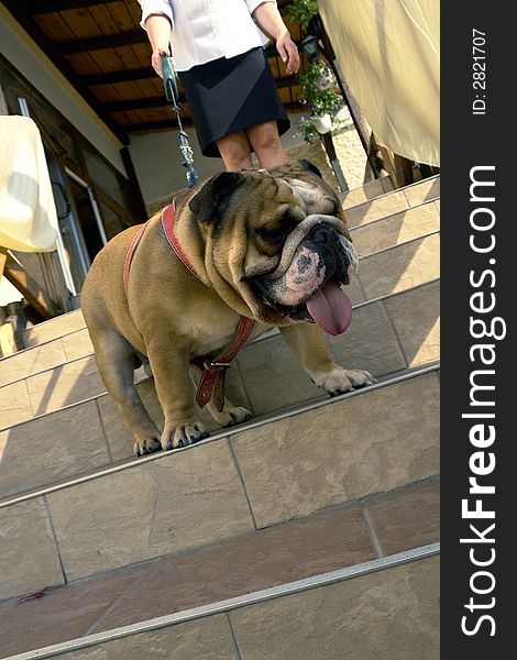 A lady walking her dog (english bulldog). A lady walking her dog (english bulldog)