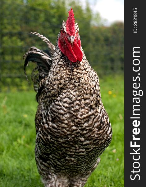 A black and white rooster looking you in the face