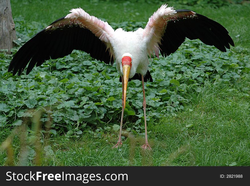 White Ibis with open wings