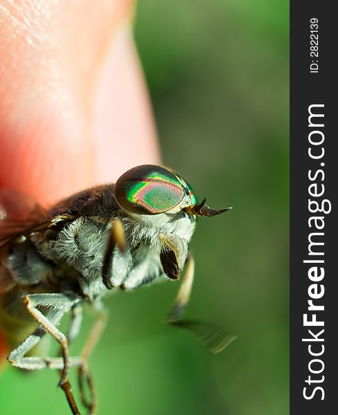 Human fingers and gadfly facet eye closeup. shallow dof. Human fingers and gadfly facet eye closeup. shallow dof