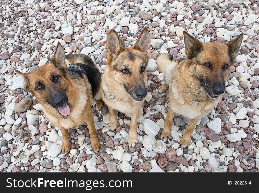 Three German shepherds sitting on a sea pebble. Three German shepherds sitting on a sea pebble