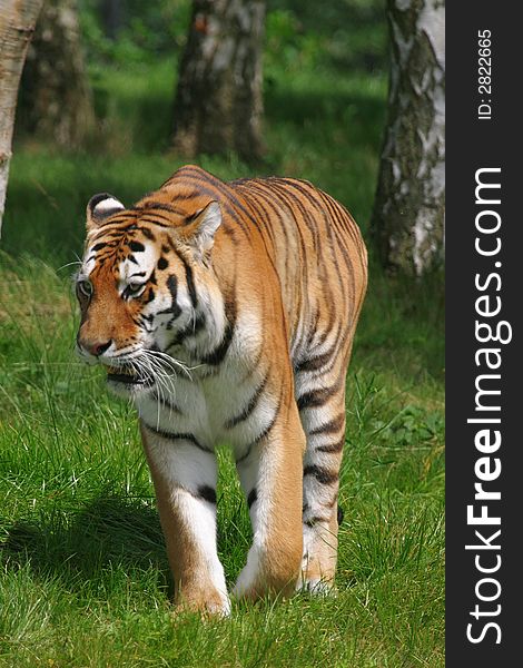 A sumatran tiger is walking through the woods