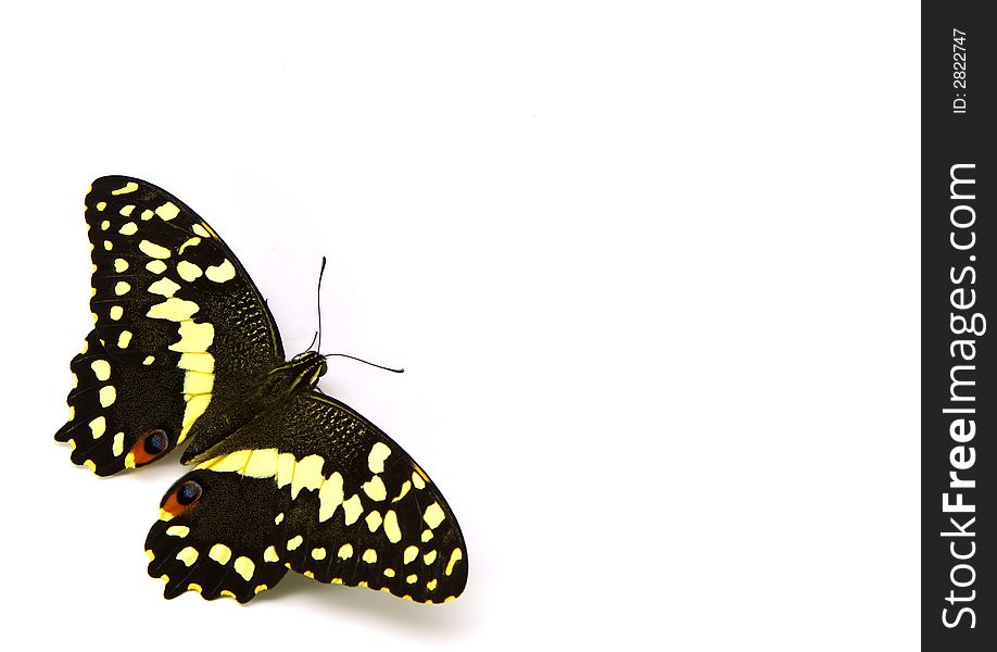 A yellow and black butterfly strategically laced in the bottom left corner so as to allow for considerable copyspace. A yellow and black butterfly strategically laced in the bottom left corner so as to allow for considerable copyspace