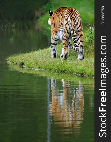 A sumatran tiger is walking near the water