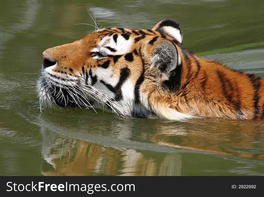 A sumatran tiger is swimming in river