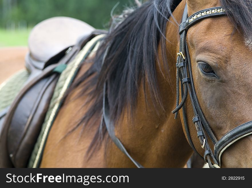 Half of brown beautyfull horse. Half of brown beautyfull horse