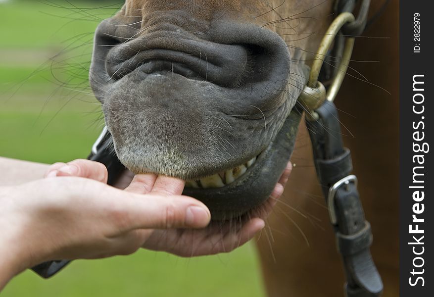 Face of horse and fingers