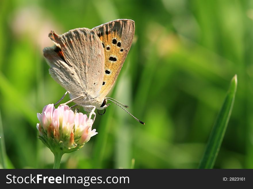 Lycaena Phlaeas a kind of butterfly