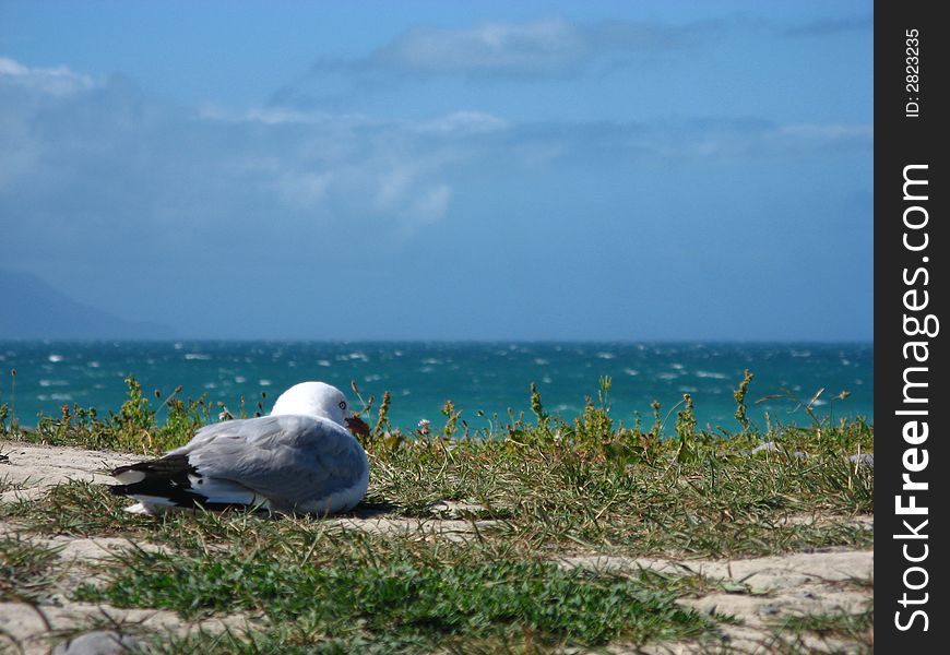 A contemplative seagull observing the ocean relaxed. A contemplative seagull observing the ocean relaxed.