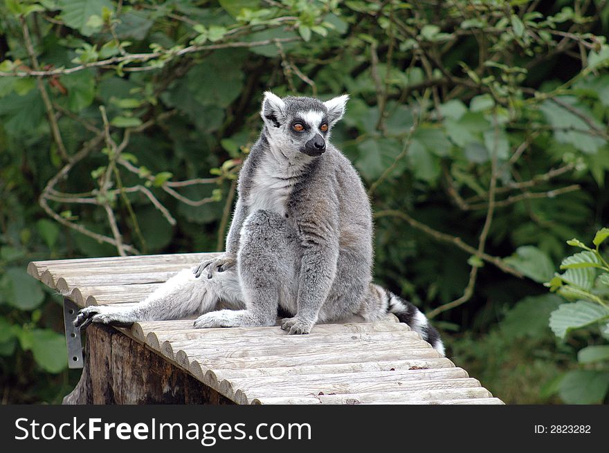 Portrait of a ring tailed lemur