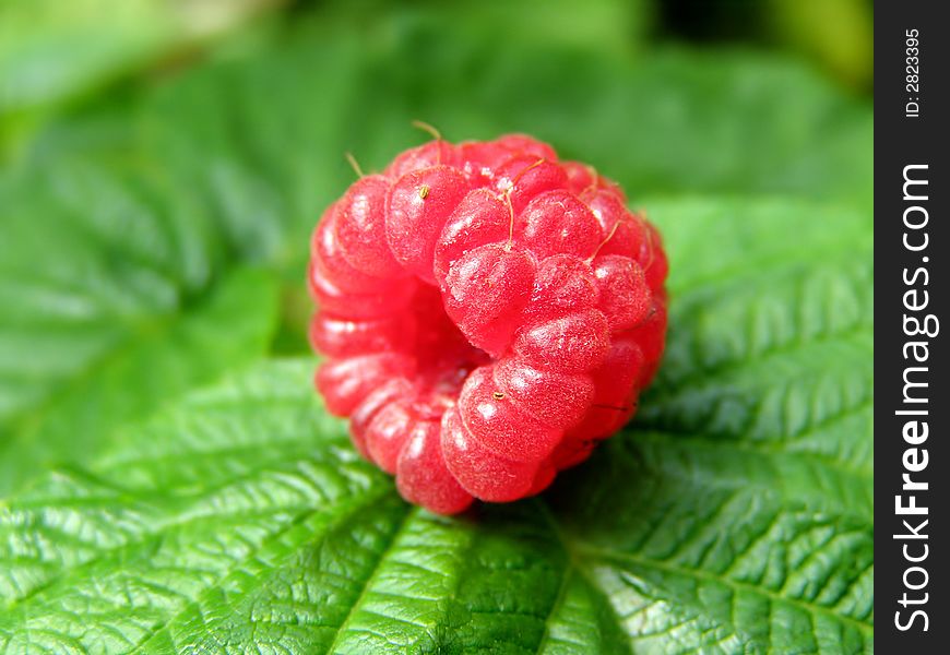 Ripe fresh juicy raspberry. Makro,background. Ripe fresh juicy raspberry. Makro,background
