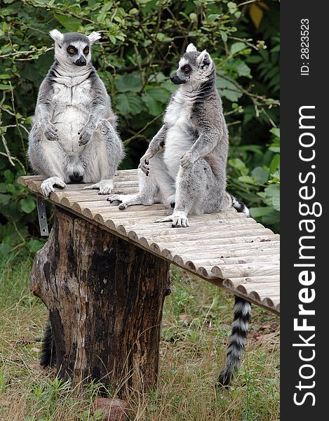 A couple of ring tailed lemurs