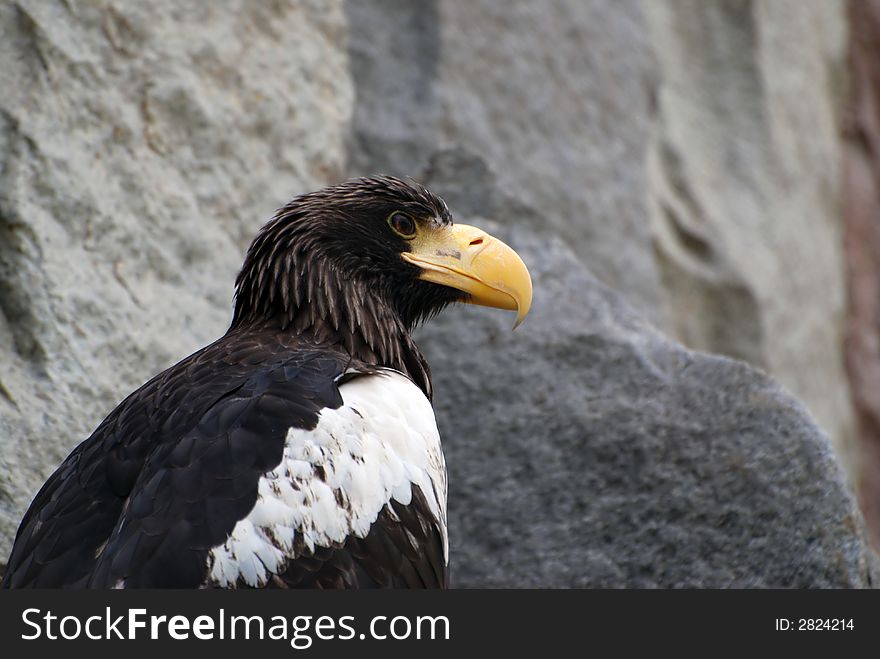 Sea eagle with golden beak close-up
