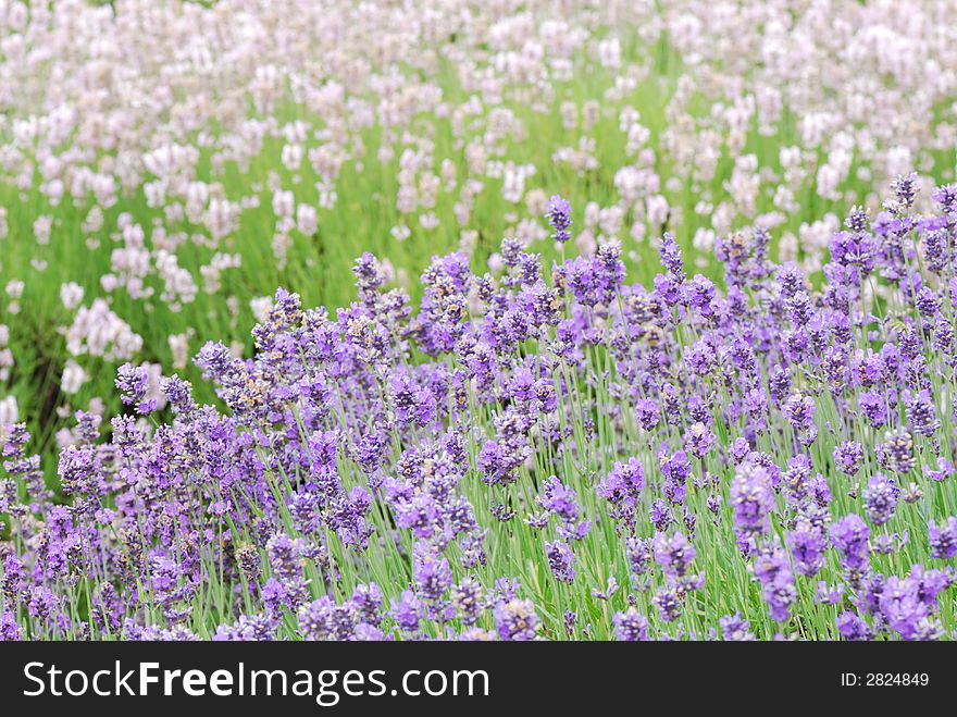 Two Colored Lavender Field in WA