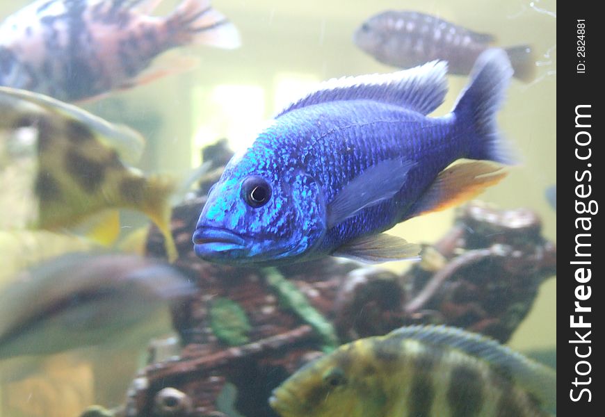 African Cichlid Electric Blue fish