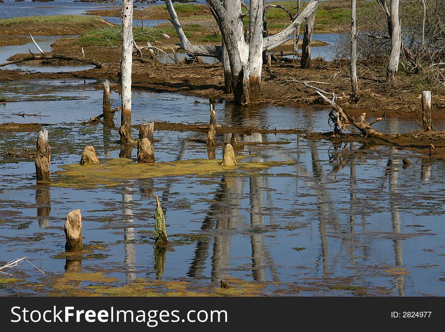 Bolsa Chica wetlands bog at the edge of an oil field being reclaimed. Bolsa Chica wetlands bog at the edge of an oil field being reclaimed