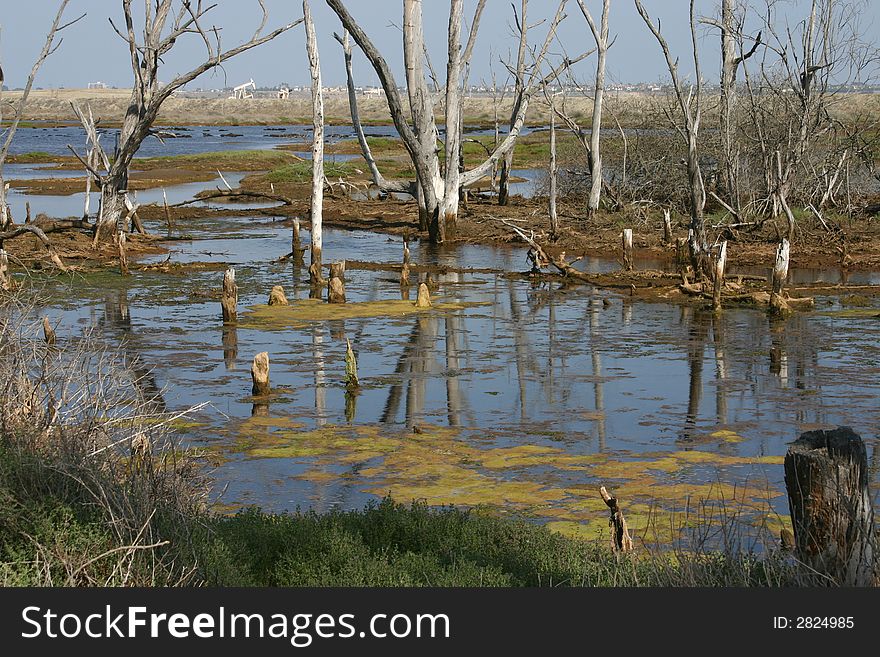 Wetlands Bog Reflection