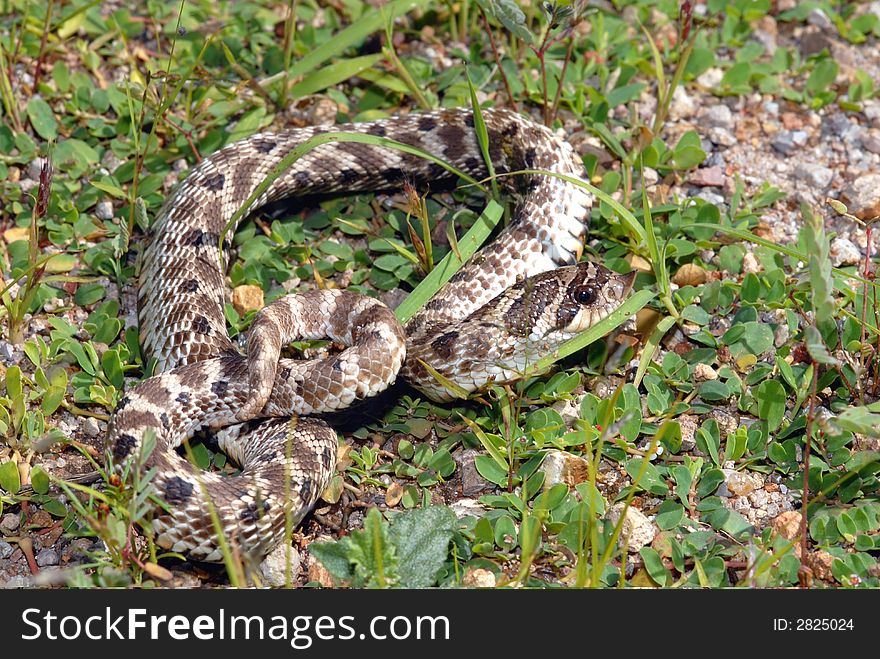 A small Mexican hognose snake photographed in southern New Mexico.