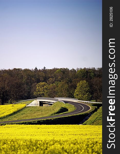 Road hidden in the yellow colza