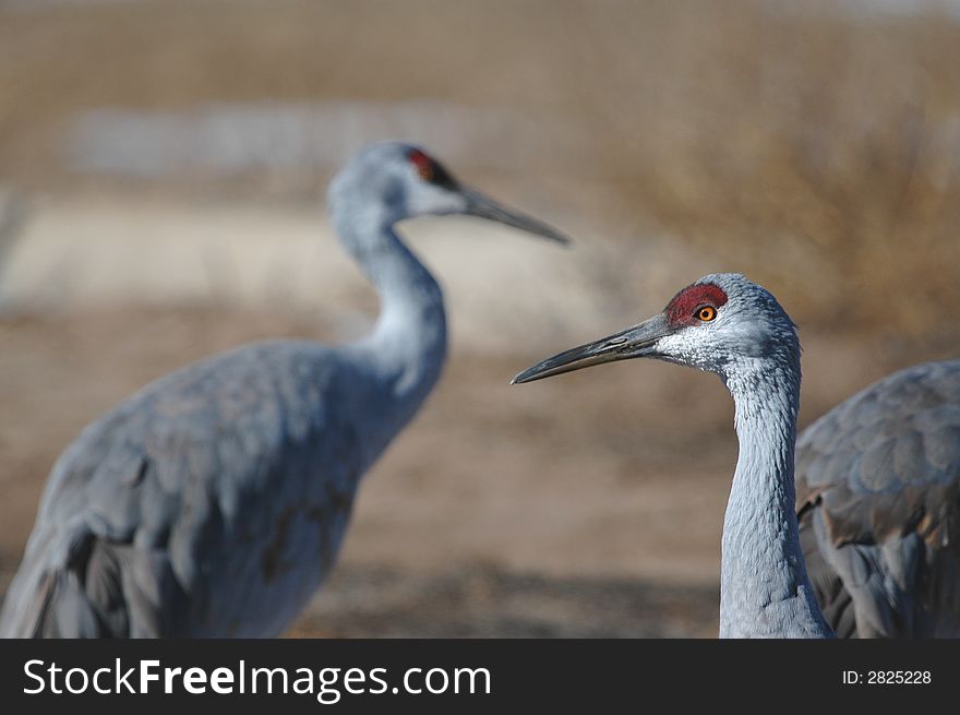 A pair of sandhill cranes from the Bosque Del Apache National Wildlife Refuge.