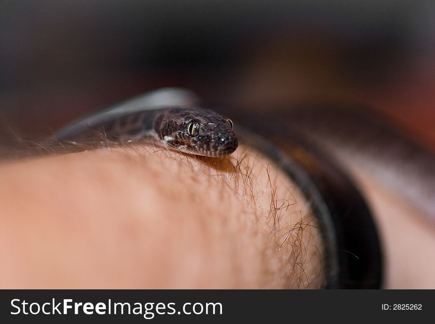 A closeup shot of a Children's Python. A closeup shot of a Children's Python.