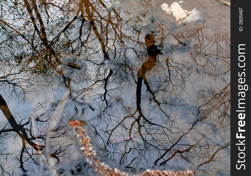 Surface of water with reflections of trees and sky with clouds. Russian Far East, Primorye. Surface of water with reflections of trees and sky with clouds. Russian Far East, Primorye.