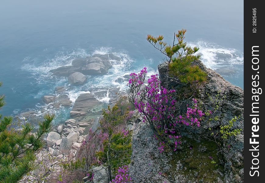 Rhododendron above Sea 4