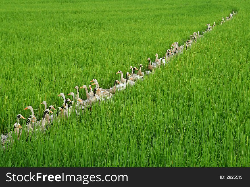 Group of ducks in a rice field