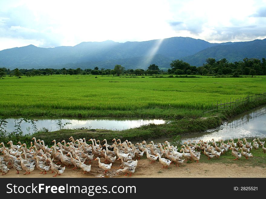 Group of duck in myanmar. Group of duck in myanmar