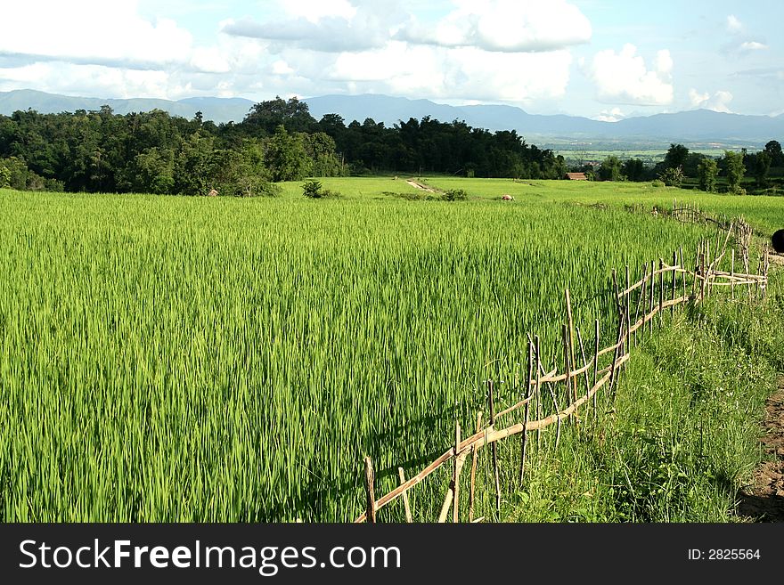 Green rice fields in myanmar