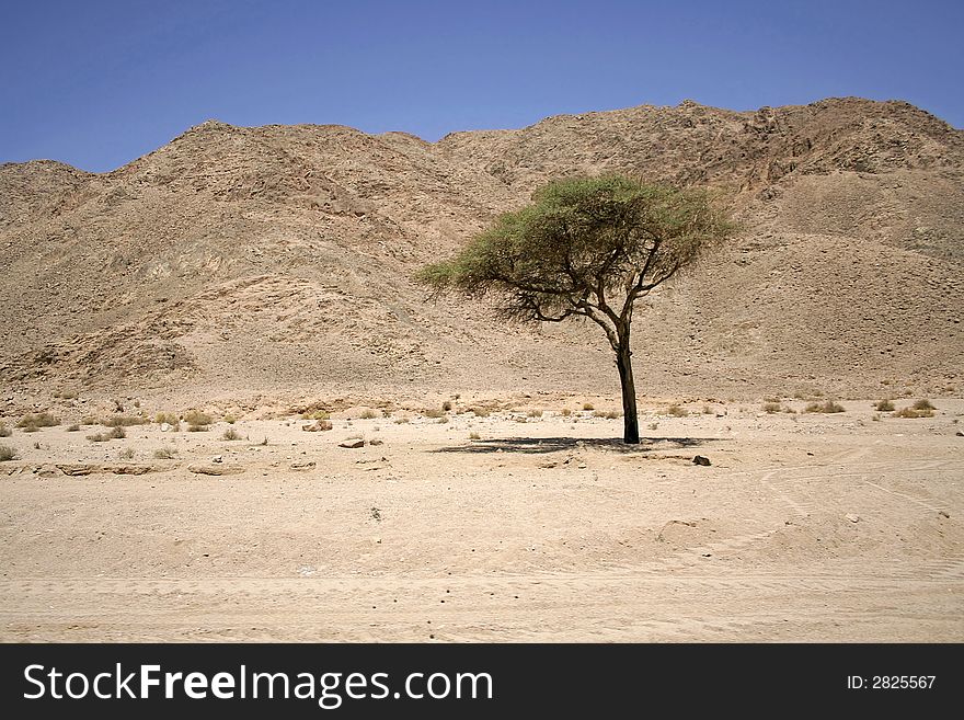 Dry desert in red sea region, sinai, egypt