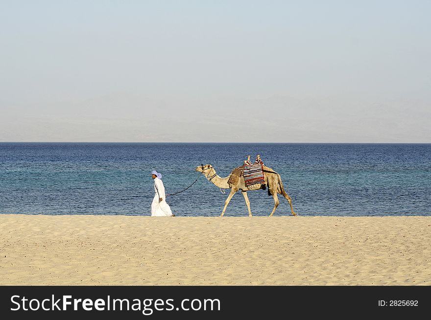 Camel in the red sea region, sinai, egypt