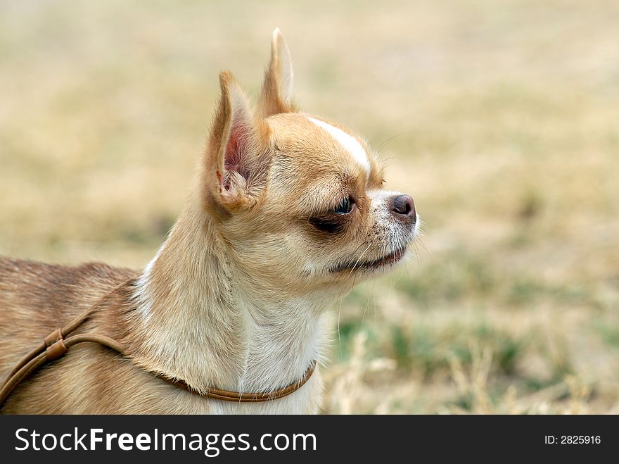Young fawn colored chihuahua portrait. Young fawn colored chihuahua portrait