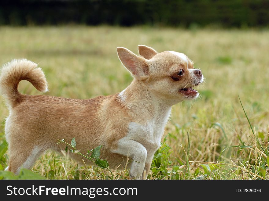 Short-Haired CHIHUAHUA growling and nipping. Short-Haired CHIHUAHUA growling and nipping