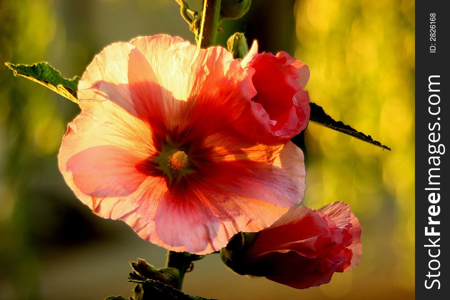 Close up of a super delicate flower (Mallow) in back sun light, in magic garden. Close up of a super delicate flower (Mallow) in back sun light, in magic garden.