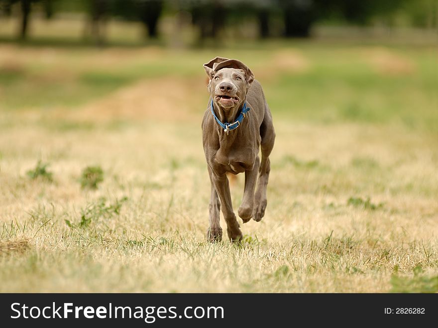 Shorthaired german pointer running in the forest. Shorthaired german pointer running in the forest