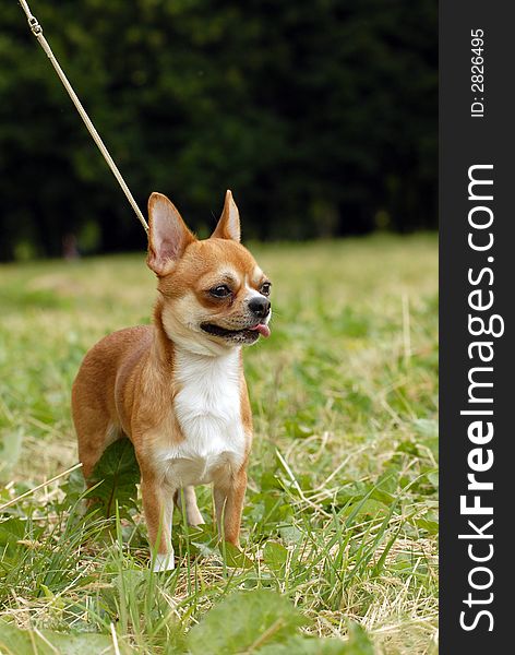 Adult long haired chihuahua standing up