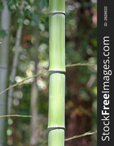 Single bamboo trunk in a bamboo thicket